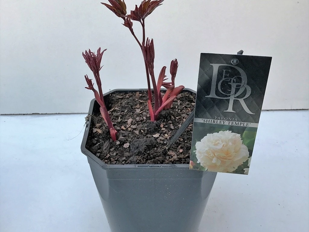 Pioenroos (Paeonia Lactiflora 'Shirley Temple') 4 Pioenroos (Paeonia Lactiflora 'Shirley Temple') - Afbeelding 2