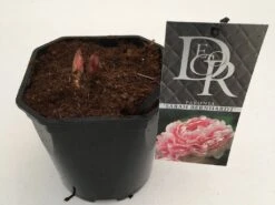 Pioenroos (Paeonia 'Sarah Bernhardt') -PlantenPracht Winkel paeonia sarah berhardt v2 1