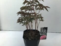 Pioenroos (Paeonia 'Sarah Bernhardt') -PlantenPracht Winkel paeonia sarah bernhardt v5 1