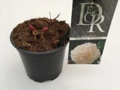 Pioenroos (Paeonia Lactiflora 'Shirley Temple') 9 Pioenroos (Paeonia Lactiflora 'Shirley Temple') -PlantenPracht Winkel paeonia shirley temple p12