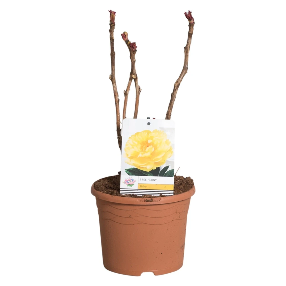 Gele Boompioen (Paeonia Suffruticosa) 3 Gele Boompioen (Paeonia Suffruticosa)