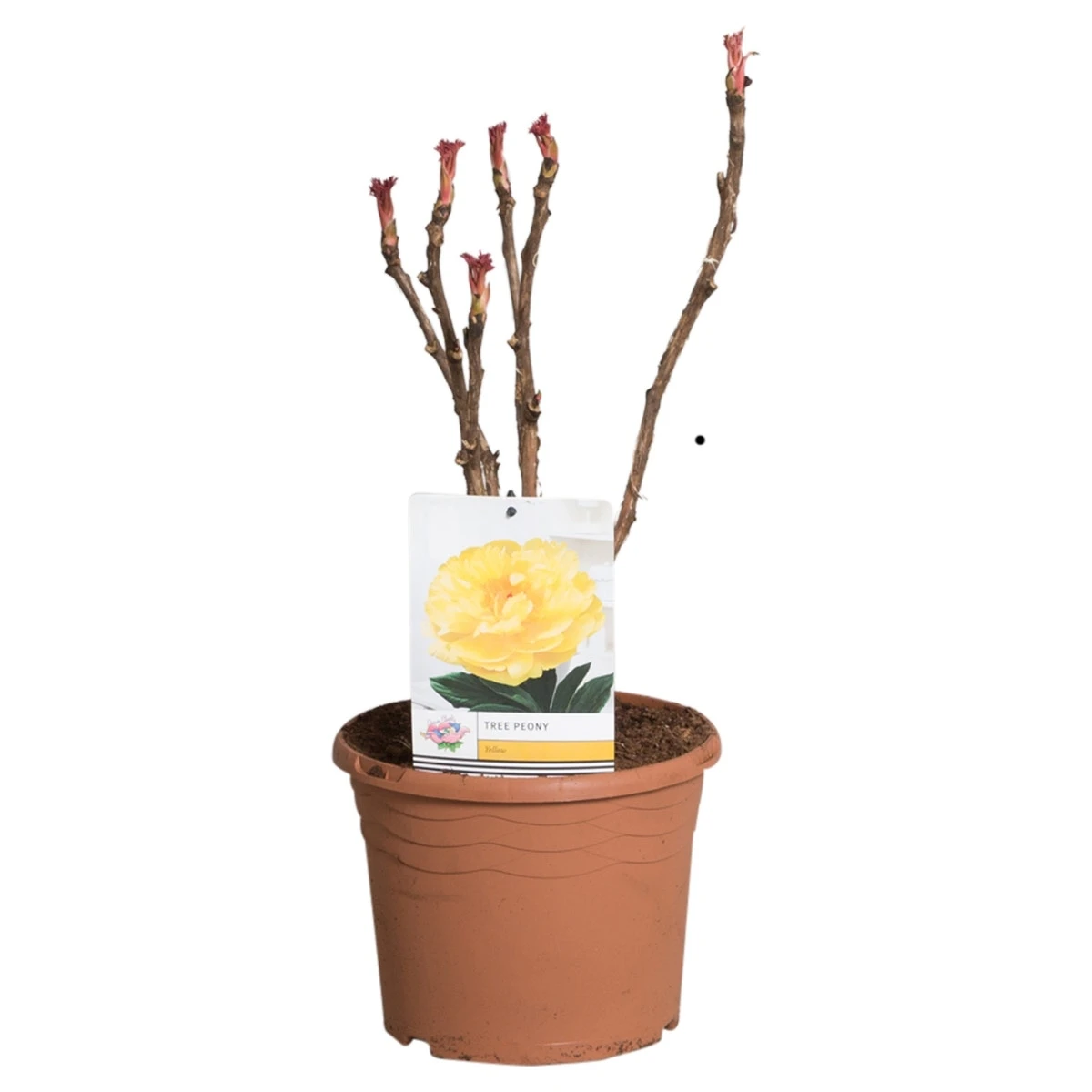 Gele Boompioen (Paeonia Suffruticosa) 5 Gele Boompioen (Paeonia Suffruticosa) - Afbeelding 3