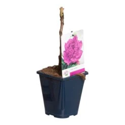 Paarse Boompioen (Paeonia Suffruticosa) -PlantenPracht Winkel paeonia suff. paars p11 2