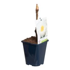 Witte Boompioen (Paeonia Suffruticosa) -PlantenPracht Winkel paeonia suff. wit p11 2 1