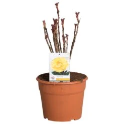 Gele Boompioen (Paeonia Suffruticosa) 9 Gele Boompioen (Paeonia Suffruticosa) -PlantenPracht Winkel paeonia suffruticosa geel c12 2