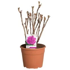 Paarse Boompioen (Paeonia Suffruticosa) -PlantenPracht Winkel paeonia suffruticosa paars c12 2
