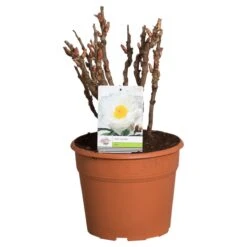 Witte Boompioen (Paeonia Suffruticosa) -PlantenPracht Winkel paeonia suffruticosa wit c12 2