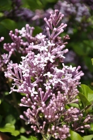 Dwerg Sering (Syringa Meyeri 'Palibin') 3 Dwerg Sering (Syringa Meyeri 'Palibin')