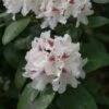 Rhododendron (Rhododendron 'Schneeauge') -PlantenPracht Winkel papr00234 1