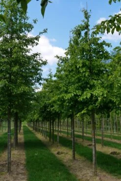 Grote Parrotia (Parrotia Persica) -PlantenPracht Winkel parrotia persica s 18 20 1