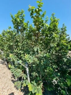 Perzisch IJzerhout Als Struik (Parrotia Persica) -PlantenPracht Winkel parrotia persica 1
