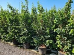 Perzisch IJzerhout Als Struik (Parrotia Persica) -PlantenPracht Winkel parrotia persica 200250 cm 1