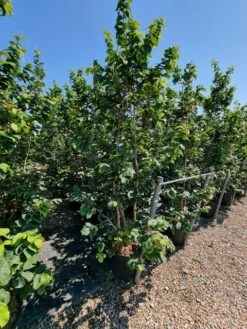 Perzisch IJzerhout Als Struik (Parrotia Persica) -PlantenPracht Winkel parrotia persica 2