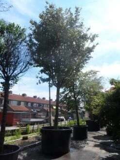 Perzisch IJzerhout Als Boom (Parrotia Persica) -PlantenPracht Winkel parrotia persica 45 50ho c1500