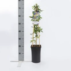 Passiebloem (Passiflora Caerulea) -PlantenPracht Winkel passiflora caerulea