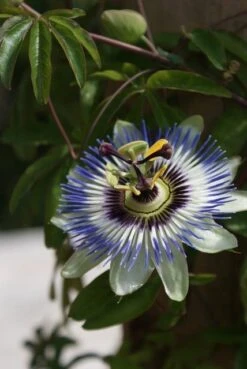 Passiebloem (Passiflora Caerulea) -PlantenPracht Winkel passiflora caerulea 16