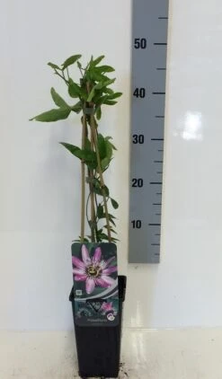 Passiebloem (Passiflora 'Victoria') 7 Passiebloem (Passiflora 'Victoria') -PlantenPracht Winkel passiflora victoria 50 60 c2