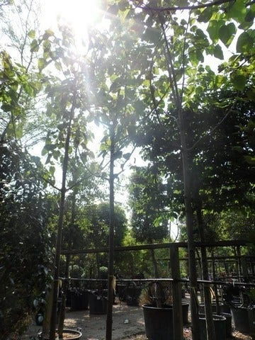 Anna Paulownaboom (Paulownia Tomentosa) 5 Anna Paulownaboom (Paulownia Tomentosa) - Afbeelding 3