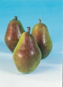 Lei-Peer (Pyrus Communis 'Bonne Louise D'Avranches') -PlantenPracht Winkel peer bonne louise d avranches 2