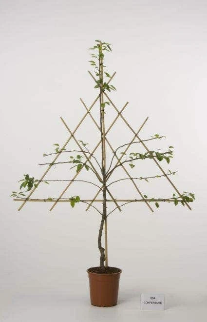 Lei-Peer (Pyrus Communis 'Beurre Hardy') 4 Lei-Peer (Pyrus Communis 'Beurre Hardy') - Afbeelding 2