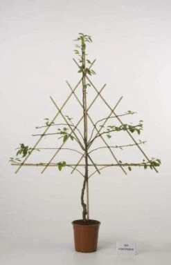 Lei-Peer (Pyrus Communis 'Bonne Louise D'Avranches') -PlantenPracht Winkel peer leirek 2 1 1