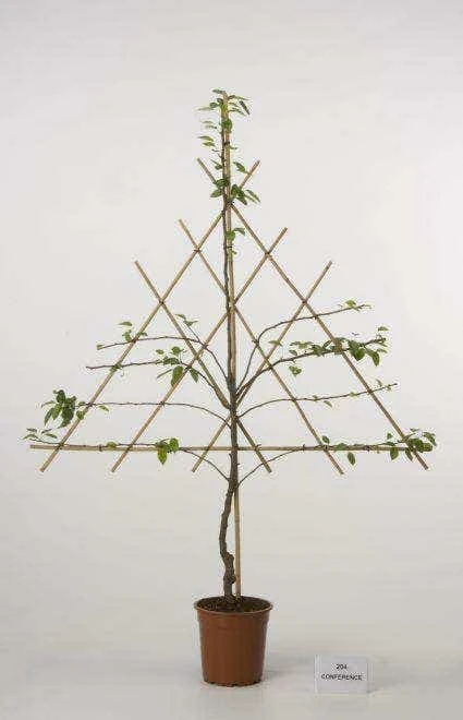 Lei-Peer (Pyrus Communis 'Clapp's Favourite') 5 Lei-Peer (Pyrus Communis 'Clapp's Favourite') - Afbeelding 3