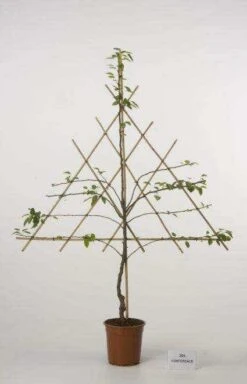 Lei-Peer (Pyrus Communis 'Doyenne Du Comice') -PlantenPracht Winkel peer leirek 2 4 2