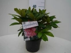 Rhododendron (Rhododendron 'Percy Wiseman') -PlantenPracht Winkel percy wiseman c2 voor 2