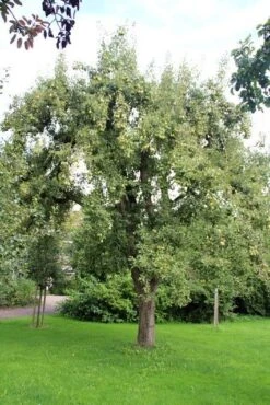 Wilde Perenboom (Pyrus Communis) -PlantenPracht Winkel perenboom 2 2