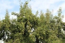 Wilde Perenboom (Pyrus Communis) -PlantenPracht Winkel perenboom 3