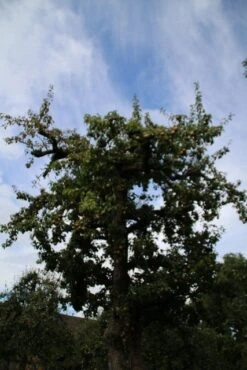 Wilde Perenboom (Pyrus Communis) -PlantenPracht Winkel perenboom 4