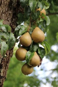 Wilde Perenboom (Pyrus Communis) -PlantenPracht Winkel perenboom 5 2