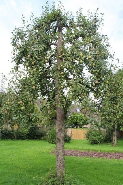 Wilde Perenboom (Pyrus Communis) 11 Wilde Perenboom (Pyrus Communis) - Afbeelding 9
