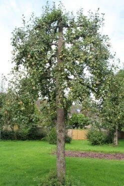 Wilde Perenboom (Pyrus Communis) -PlantenPracht Winkel perenboom 6