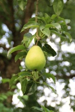 Wilde Perenboom (Pyrus Communis) -PlantenPracht Winkel perenboom 7 2