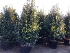 Camelia (Camellia Japonica ‘Perfection White’) -PlantenPracht Winkel perfectionwhite200cm