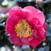 Camelia (Camellia Japonica 'R.L. Wheeler') -PlantenPracht Winkel phbe02149