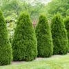 Thuja (Thuja Occidentalis 'Pyramidalis Compacta')