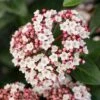 Groenblijvende Sneeuwbal (Viburnum Tinus 'Eve Price') -PlantenPracht Winkel phbe06702 2 1