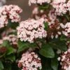 Sneeuwbal (Viburnum Tinus 'Lisa Rose') 1 Sneeuwbal (Viburnum Tinus 'Lisa Rose') -PlantenPracht Winkel phbe06704 1