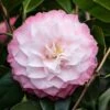 Camelia (Camellia Japonica 'Nuccio's Pearl')