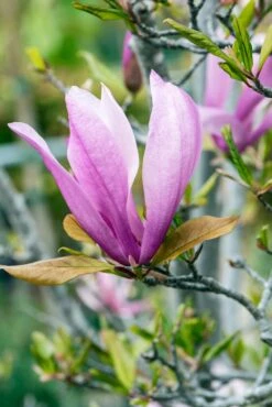 Meerstammige Beverboom (Magnolia 'Susan') 7 Meerstammige Beverboom (Magnolia 'Susan') -PlantenPracht Winkel phbe06930