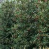 Amerikaanse Hulst (Ilex 'Nellie R Stevens') -PlantenPracht Winkel phbe08301