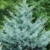 Cipres (Cupressus Arizonica 'Glauca') -PlantenPracht Winkel phbe08466b