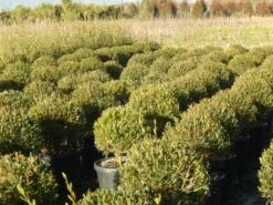 Steenlinde Als Bol (Phillyrea Angustifolia) -PlantenPracht Winkel phillyrea angustifolia 1 2