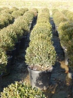 Steenlinde Als Bol (Phillyrea Angustifolia) 14 Steenlinde Als Bol (Phillyrea Angustifolia) -PlantenPracht Winkel phillyrea angustifolia 3 1