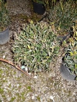 Steenlinde Als Bol (Phillyrea Angustifolia) -PlantenPracht Winkel phillyrea angustifolia bol 2