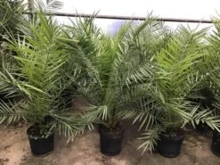 Canarische Dadelpalm (Phoenix Canariensis) 15 Canarische Dadelpalm (Phoenix Canariensis) -PlantenPracht Winkel phoenix80 1