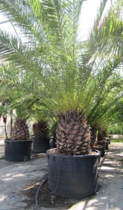 Canarische Dadelpalm (Phoenix Canariensis) 21 Canarische Dadelpalm (Phoenix Canariensis) -PlantenPracht Winkel phoenix canariensi 1