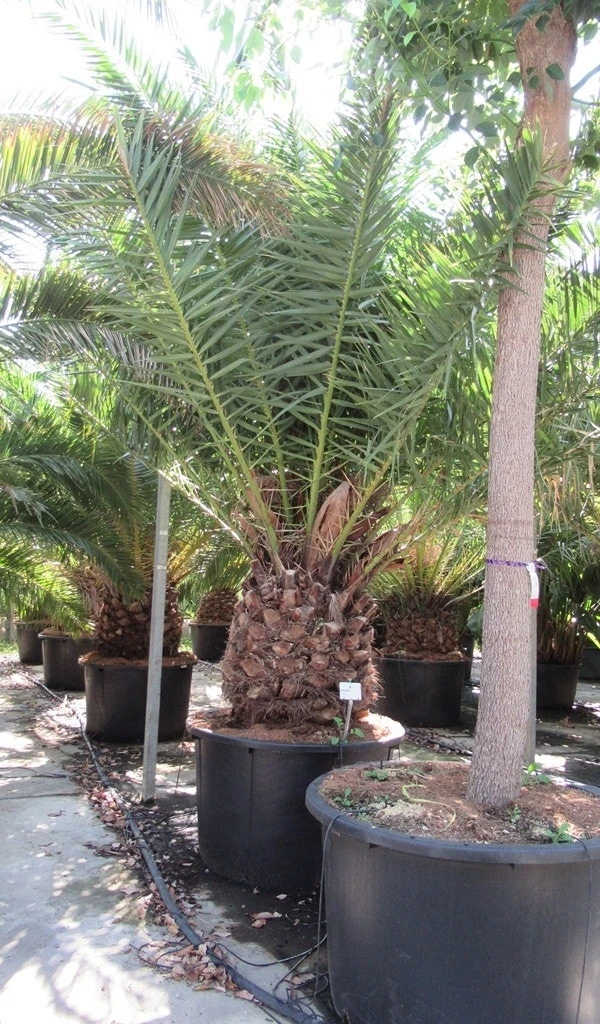 Canarische Dadelpalm (Phoenix Canariensis) 9 Canarische Dadelpalm (Phoenix Canariensis) - Afbeelding 7